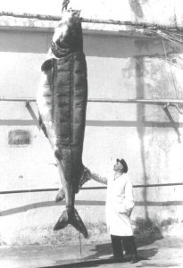 Белуга 500 кг, Азовское море 1956 г..jpg
